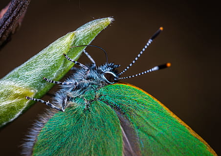 macrofoto, groen, mot, bladplant, insect, dierlijke thema's, ongewerveld, dier, dierenleven, één dier, detailopname, groene kleur, dierlijke antenne, dieren in het wild, dierenvleugel, natuur, dierlijke lichaamsdeel, geen mensen, deel van de plant, blad, macro, vlinder - insect, zoölogie, fabriek, buitenshuis, zwarte achtergrond, dierenkop, dierlijk oog, 5K, CC0, publiek domein, royaltyvrij