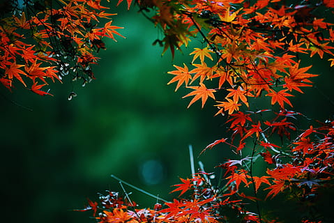 albero dalle foglie d'arancio, foglia, pianta, albero, acero, foglia di acero, fiorire, petalo, fiore, gocciolina, iris, ceramica, mirtillo, frutta, cibo, vene, strumento musicale, carillon, windchime, Acanthaceae, radice, parte vegetale, autunno, modificare, bellezza nella natura, natura, colore arancione, ramo, nessuno, crescita, giorno, concentrarsi sulle conoscenze acquisite, all'aperto, rosso, la tranquillità, avvicinamento, le foglie, condizione naturale, 5K, CC0, dominio pubblico, privo di copyright