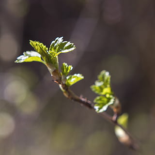 Tyskland, Berlin, makro, forår, liv, vækst, strøm, ny, Start, frisk, lyse, blade, styrke, grøn, plante, tæt på, skønhed i naturen, selektiv fokusering, natur, plante del, blad, begyndelser, ingen mennesker, dag, skrøbelighed, sårbarhed, udendørs, blomst, fokus på forgrunden, friskhed, grøn farve, sollys, nyt liv, 1080P, CC0, offentligt domæne, royaltyfrie