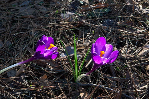crocus awal musim semi, crocus, musim semi, bunga, alam, menanam, ungu, berkembang, flora, mekar, penuh warna, violet, ekuinoks, hijau, pelopor, warna, awal, abadi, umbi, tanaman berbunga, kerapuhan, kerentanan, keindahan di alam, daun bunga, kesegaran, pertumbuhan, bidang, merapatkan, tanah, iris, hal berkembang, kepala bunga, hari, tampilan sudut tinggi, tidak ada orang, di luar rumah, serbuk sari, 4K, CC0, domain publik, bebas royalti