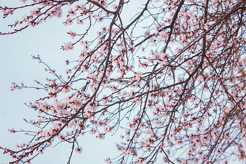 alberi di ciliegio, pianta, fiore, fiorire, fiore di ciliegio, albero, primavera, petalo, frutta, cibo, polline, ciliegia, peonia, garofano, rapa, produrre, verdura, agrumi, aquila calva, uccello, aquila, ramo, bellezza nella natura, Inquadratura dal basso, natura, cielo, crescita, pianta fiorita, nessuno, la tranquillità, colore rosa, giorno, fragilità, all'aperto, freschezza, vulnerabilità, fiore di pruno, ciliegio, 5K, CC0, dominio pubblico, privo di copyright
