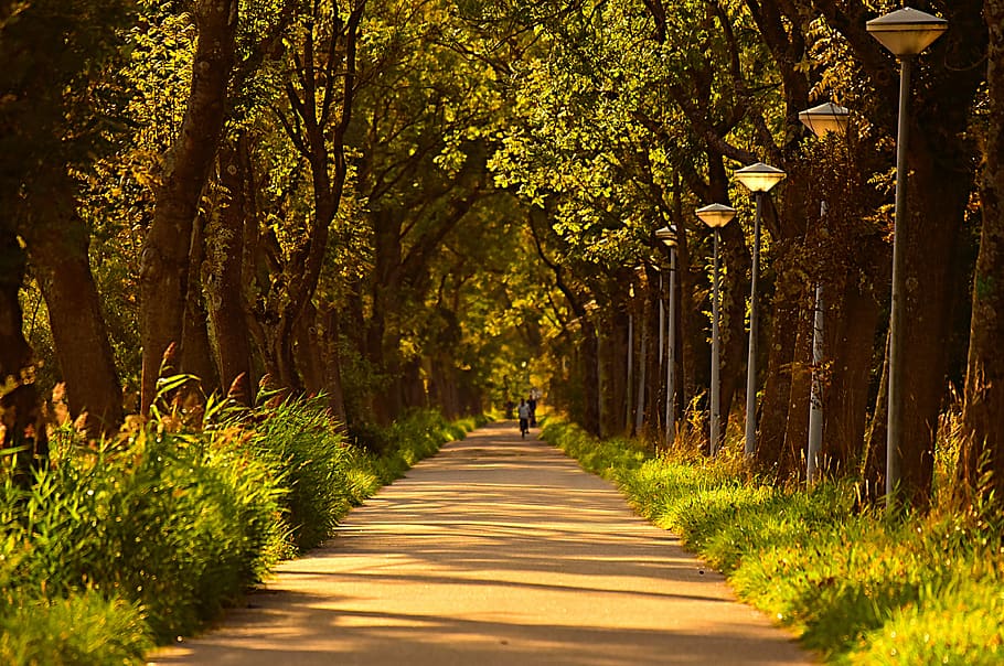 carril, arbre folrat, carretera, arbres, rural, arbre, planta, el camí a seguir, direcció, creixement, sendera, naturalesa, bellesa a la natura, perspectiva decreixent, tronc de l'arbre, terra, tranquil·litat, parc, tronc, ombra, dia, parc - l'home va fer espai, treelined, bosc, a l'aire lliure, cap gent, 4K