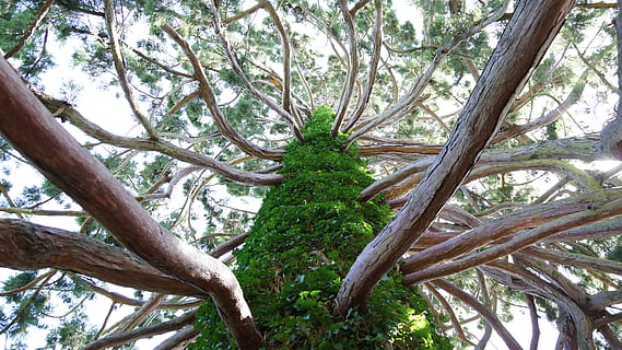 trunchi de copac, ramuri, plantă, copac, conifer, în aer liber, grădină, arbore, pin, abies, brad, larice, pasăre, animal, Accipiter, lespede de piatră, lemn, halat, haine, îmbrăcăminte, rochie de seara, creştere, vedere unghiulară joasă, ramură, zi, trompă, nici o persoana, natură, frumusețe în natură, liniște, Culoarea verde, pădure, teren, parte a plantelor, frunze, mușchi, scenice - natura, copac copac, interconectate, 5K, CC0, domeniu public, fără drepturi de autor
