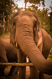 elefante marrone, persona, umano, persone, Tailandia, Chiang Mai, elefante, natura, animale, mammifero, Marrone, temi animali, fauna selvatica, albero, animali allo stato selvatico, parte del corpo animale, vertebrato, concentrarsi sulle conoscenze acquisite, tronco animale, un animale, nessuno, giorno, foresta, avvicinamento, pianta, erbivoro, zanna, testa di animale, elefante asiatico, famiglia di animali, 8K, CC0, dominio pubblico, privo di copyright