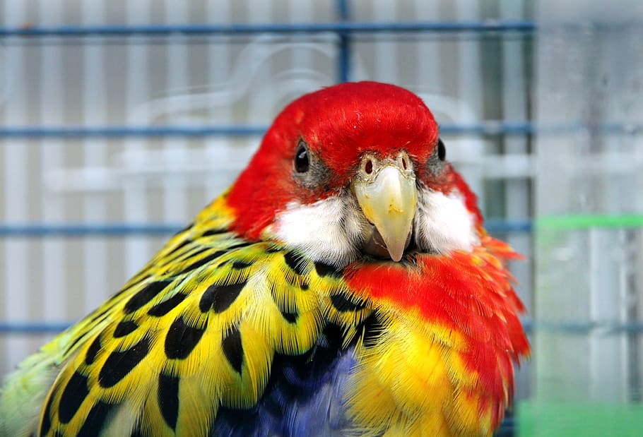 rosella, lloro, ocell, plomes, animals, naturalesa viva, naturalesa, primer pla, vista, cap, bec, gàbia, carrera de plomes, fauna, rosella oriental, platycercus eximius, incrustat, temes d'animals, animal, vertebrats, un animal, fauna animal, animals a la natura, gàbia d'ocells, periquito, cap gent, centrar-se en primer pla, vermell, animals en captivitat, multicolor, dia, a l'aire lliure, 2K