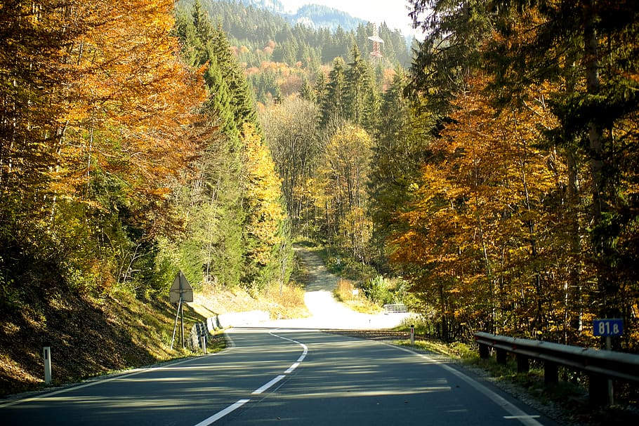 Austràlia, liezen, conduir, caure, carrer, carretera, arbres, tardor, arbre, planta, símbol, transport, marcatge de carreteres, marcatge, naturalesa, signe, bellesa a la natura, canvi, el camí a seguir, direcció, dia, tranquil·litat, creixement, cap gent, escena tranquil·la, escenics - natura, perspectiva decreixent, a l'aire lliure, línia divisòria, llarg, 5K