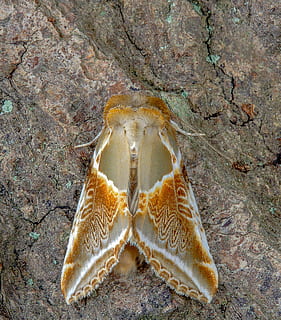 Motte, Buff-Bögen, Flügel, Muster, Natur, Insekt, bunt, Sommer-, Gelb, Tierwelt, Antenne, Tiere in freier Wildbahn, ein Tier, Tierthemen, Meer, Tier, keine Leute, Leben im Meer, Marine, Rock, Nahansicht, Land, Tag, unter wasser, Wasser, solide, Rock - Objekt, High Angle View, draußen, unterseeisch, Tierbein, 4K, CC0, gemeinfrei, lizenzfrei