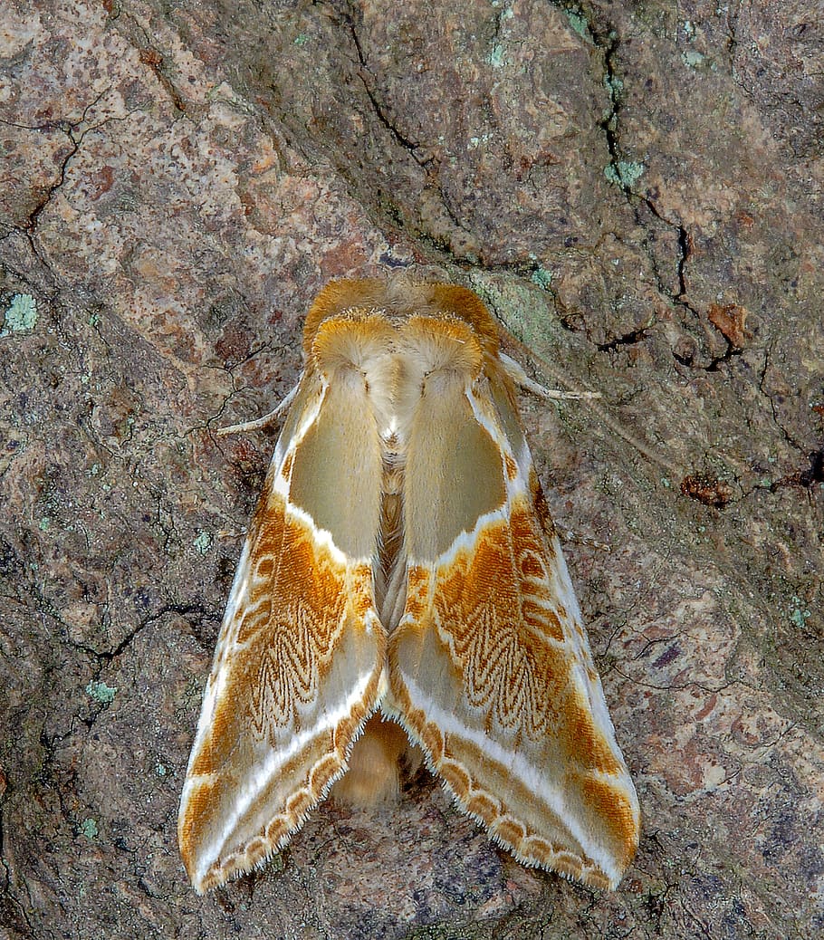 Motte, Buff-Bögen, Flügel, Muster, Natur, Insekt, bunt, Sommer-, Gelb, Tierwelt, Antenne, Tiere in freier Wildbahn, ein Tier, Tierthemen, Meer, Tier, keine Leute, Leben im Meer, Marine, Rock, Nahansicht, Land, Tag, unter wasser, Wasser, solide, Rock - Objekt, High Angle View, draußen, unterseeisch, Tierbein, 4K