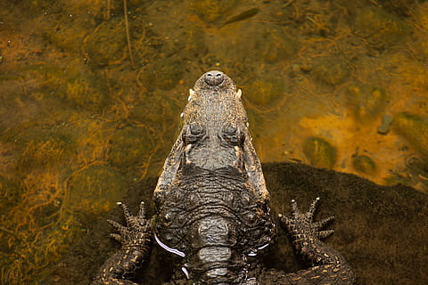 cocodril a la roca, animal, llangardaix, rèptil, cocodril, aigua, naturalesa, depredador, cocodril nan, gecko, iguana, tortuga, la vida marina, caixa de tortuga, menjar, ganxo, urpa, amfibi, temes d'animals, fauna animal, animals a la natura, un animal, vertebrats, cap gent, sota l'aigua, mar, a l'aire lliure, dia, part del cos dels animals, supervivència, comunicació, vista frontal, cap d’animals, marí, pantà, 2K, CC0, domini públic, lliure de regalies