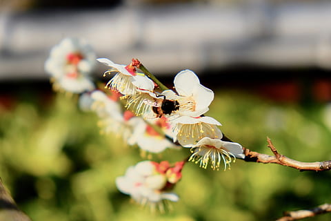 sakura, bal arısı, bahar, ağaç, yaprakları, pistils, beyaz, Japonya, çiçek, çiçekli bitki, bitki, büyüme, tazelik, doğada güzellik, kapatmak, seçici odak, gün, Güvenlik açığı, taçyaprağı, doğa, kırılganlık, ön plana odaklanmak, insansız, çiçek kafa, hayvan, hayvan temaları, Beyaz renk, uçan, açık havada, 4K, CC0, kamu malı, telif ücretsiz