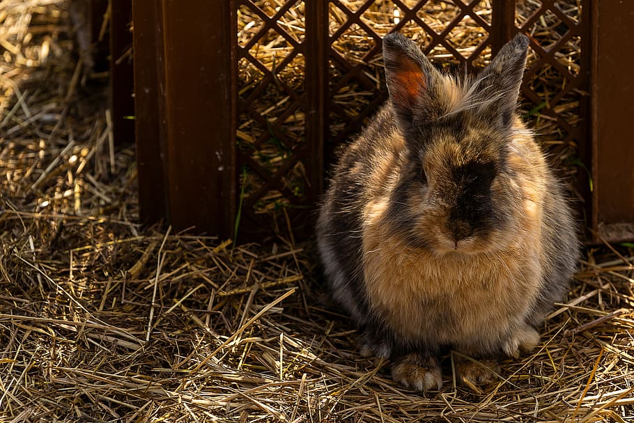 animal, llebre, conill, Pasqua, bonic, món animal, mamífer, orelles, granja, rural, petit, dolç, augen, divertit, vista, pell, temes d'animals, un animal, vertebrats, cap gent, fauna animal, terra, animals a la natura, dia, naturalesa, mascotes, camp, fenc, rosegador, primer pla, animals domèstics, nacional, planta, assegut, a l'aire lliure, 4K
