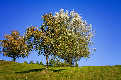Obstbaum, Bäume, Natur, Obst, Herbst, Landschaft, Wiese, Pflanze, Baum, Gras, Himmel, Schönheit in der Natur, Blau, Wachstum, Feld, Land, klarer Himmel, grüne Farbe, Ruhe, Tag, ruhige Szene, Umgebung, keine Leute, Sonnenlicht, draußen, 5K, CC0, gemeinfrei, lizenzfrei