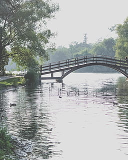 râu, pod, rațe, parc, apă, conexiune, pod - om construit, construită, arhitectură, copac, malul mării, plantă, reflecţie, cer, natură, zi, transport, nici o persoana, cer senin, podeț, în aer liber, podul arcului, oţel, 4K, CC0, domeniu public, fără drepturi de autor