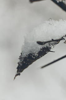 macro, folha, árvore, natureza, neve, inverno, temperatura fria, ninguém, fechar-se, plantar, cor branca, congeladas, dia, floco de neve, foco seletivo, focar em primeiro plano, gelo, cinza, problemas sociais, ao ar livre, pó de neve, árvore conífera, 1080P, CC0, domínio público, royalty free