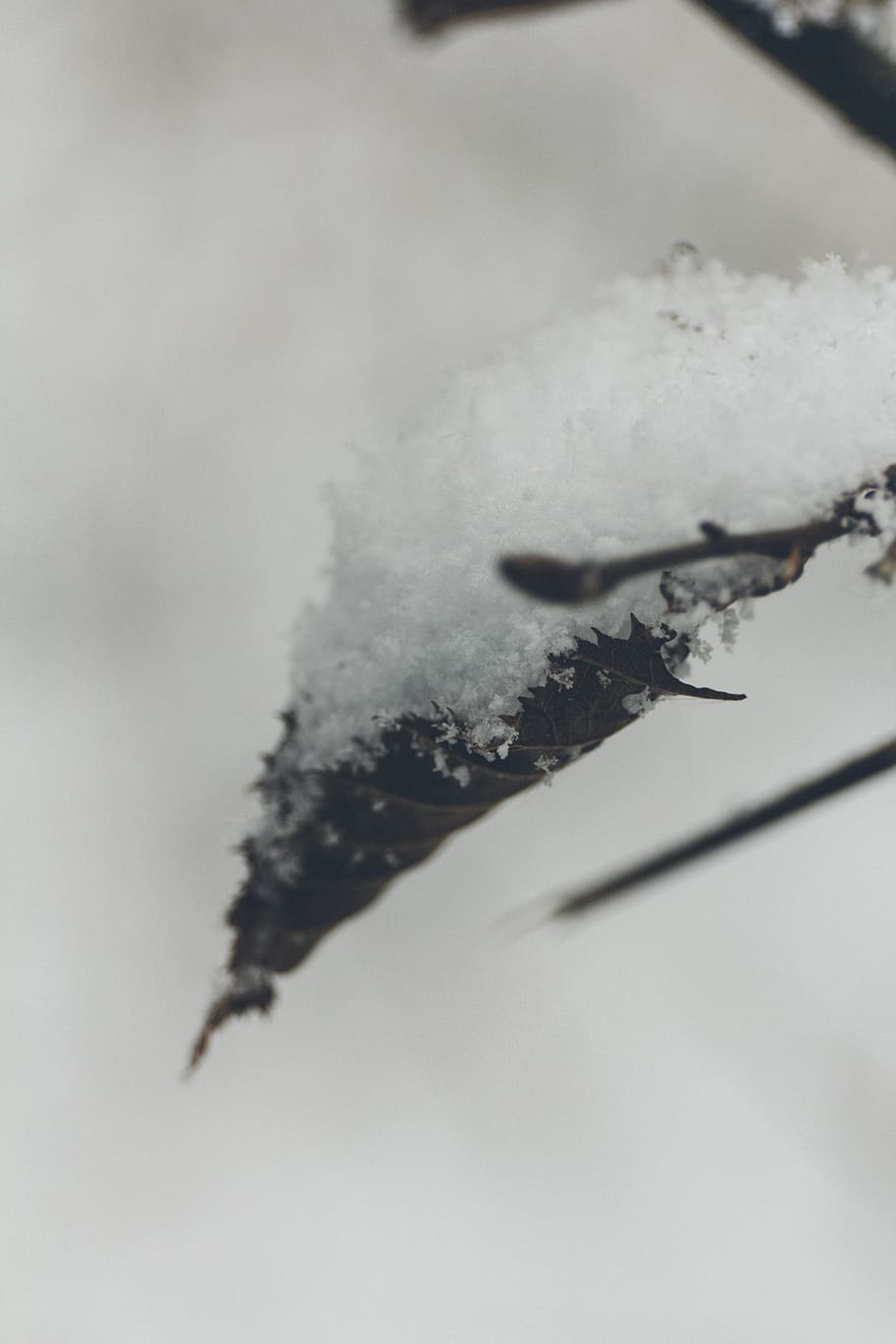 macro, folha, árvore, natureza, neve, inverno, temperatura fria, ninguém, fechar-se, plantar, cor branca, congeladas, dia, floco de neve, foco seletivo, focar em primeiro plano, gelo, cinza, problemas sociais, ao ar livre, pó de neve, árvore conífera, 1080P