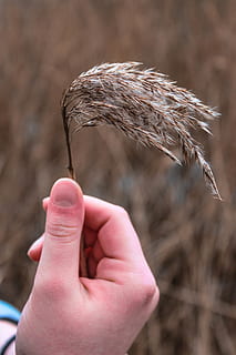 planta, herba, humà, persona, gespa, ocell, animal, canya, dit, ceràmica, gerro, jardinera, jar, planta en test, agropyron, herbes, menjar, produir, gra, vegetals, mà humana, part del cos humà, mà, una persona, part del cos, centrar-se en primer pla, dit humà, celebració, persones reals, dia, persona irreconeixible, primer pla, naturalesa, activitat d'oci, estils de vida, a l'aire lliure, perspectiva personal, cabell humà, 5K, CC0, domini públic, lliure de regalies