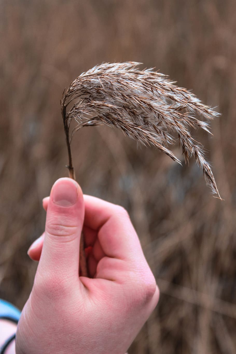 planta, herba, humà, persona, gespa, ocell, animal, canya, dit, ceràmica, gerro, jardinera, jar, planta en test, agropyron, herbes, menjar, produir, gra, vegetals, mà humana, part del cos humà, mà, una persona, part del cos, centrar-se en primer pla, dit humà, celebració, persones reals, dia, persona irreconeixible, primer pla, naturalesa, activitat d'oci, estils de vida, a l'aire lliure, perspectiva personal, cabell humà, 5K