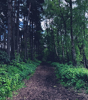 path, trail, tree, plant, ground, dirt road, gravel, road, redwood, birch, vegetation, nature, outdoors, land, fern, tree trunk, grove, forest, woodland, mud, direction, the way forward, tranquility, growth, beauty in nature, green color, tranquil scene, footpath, no people, non-urban scene, scenics - nature, day, lush foliage, diminishing perspective, 2K, CC0, public domain, royalty free