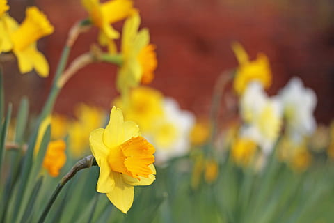 Osterglocken, Frühling, Gelb, Narzissen, Ostern, Frühlingsblumen, Vorbote des Frühlings, Frühlingsblume, frühlingsanfang, Park, Blumenwiese, blütenmeer, bunt, Blumen, Frühlingsfarben, blühende Pflanze, Blume, Pflanze, Zerbrechlichkeit, Verletzlichkeit, Frische, Schönheit in der Natur, Blütenblatt, Nahansicht, Wachstum, Blütenkopf, Blütenstand, Natur, Narzisse, keine Leute, draußen, Fokus auf den Vordergrund, selektiver Fokus, Blumenschmuck, Ziergarten, Strauß, 5K, CC0, gemeinfrei, lizenzfrei
