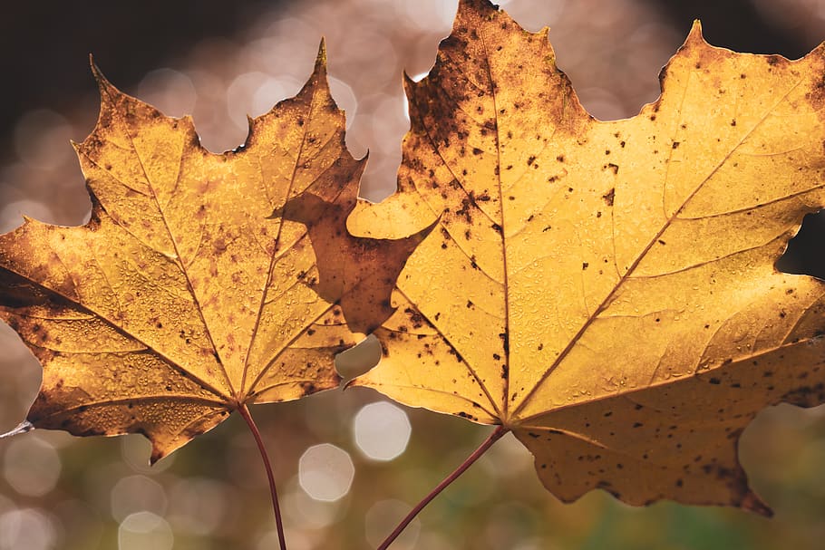 zwei, braun, Ahorn, Blätter, Pflanze, Blatt, Baum, Ahornblatt, draußen, Natur, Pilz, Licht, Herbst, Tierwelt, Bokeh, fallen, Vene, Nahansicht, Venen, Vegetation, jesień, żółty, Pflanzenteil, Veränderung, keine Leute, Blattvene, Schönheit in der Natur, Fokus auf den Vordergrund, trocken, Tag, Verletzlichkeit, Zerbrechlichkeit, Gelb, natürlicher Zustand, Herbstkollektion, 8K
