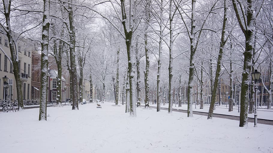 neu, hivern, fred, arbres, urbà, hague, Països Baixos, de witt, paisatge, escènic, escena, a l'aire lliure, naturalesa, ciutat, nevades, temperatura de fred, arbre, planta, arbre nu, tranquil·litat, terra, cobertura, bellesa a la natura, Color blanc, escena tranquil·la, escenics - natura, dia, cap gent, escena no urbana, camp, tronc de l'arbre, muntanya nevada, nevar, 2K