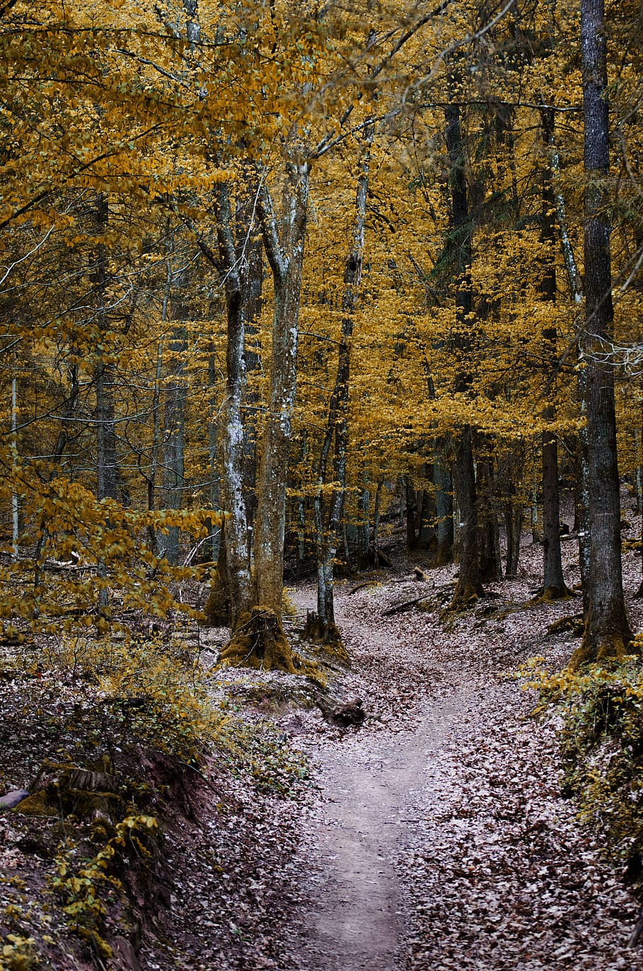 grønne leaved trees, grener, dagslys, miljø, gangsti, skog, landskap, natur, parkere, pathway, scene, scenisk, tre greiner, trestammer, trær, skogen, tre, høst, anlegg, skjønnhet i naturen, ro, land, endring, rolig scene, naturskjønnhet - natur, ingen folk, dag, ikke-urbane scene, vekst, idylliske, veien forover, utendørs, høstsamling, rennende vann, 4K