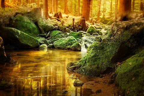 floresta, cascata, bach, Rocha, arvores, panorama, natureza, iluminação, musgo, conto de fadas, imagem de fundo, águas, místico, reflexão, espelhamento, curso de água, emoção, sonhadores, descansar, silencioso, solitário, luz solar, agua, sólido, cor verde, ninguém, plantar, rock - objeto, movimento, árvore, dia, foco seletivo, terra, tranquilidade, baixar, Exposição longa, parte da planta, ao ar livre, água corrente, fluindo, floresta tropical, 4K, CC0, domínio público, royalty free