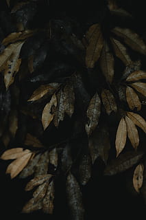 braunes Blatt, Blatt, Pflanze, Baum, Brasilien, Sao Paulo, Textur, Venen, Muster, Umgebung, Pflanzen, Natur, Gemüse, produzieren, Korn, Lebensmittel, Ahornblatt, Ahorn, Samen, Eiche, Fackel, Nahansicht, Pflanzenteil, keine Leute, trocken, Blätter, Schönheit in der Natur, Tag, selektiver Fokus, draußen, Zerbrechlichkeit, Verletzlichkeit, Fokus auf den Vordergrund, Herbst, braun, texturiert, Hintergründe, Ruhe, getrocknet, verwelkte Pflanze, 8K, CC0, gemeinfrei, lizenzfrei