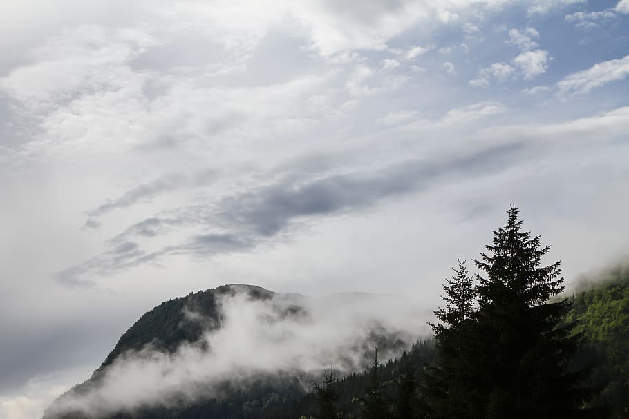 Forrest, himmel, træ, bjerg, tåge, Sky, sky - himmel, skønhed i naturen, plante, scenics - natur, ro, rolig scene, natur, ingen mennesker, lav vinkel visning, dag, ikke-urbane scene, udendørs, miljø, bjergkæde, idyllisk, fjern, nåletræ, bjergtop, 5K