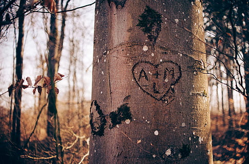 brown tree log, tree, text, tree trunk, trunk, heart shape, plant, emotion, positive emotion, focus on foreground, love, no people, day, nature, western script, communication, craft, carving - craft product, close-up, art and craft, creativity, outdoors, scribble, message, 4K, CC0, public domain, royalty free