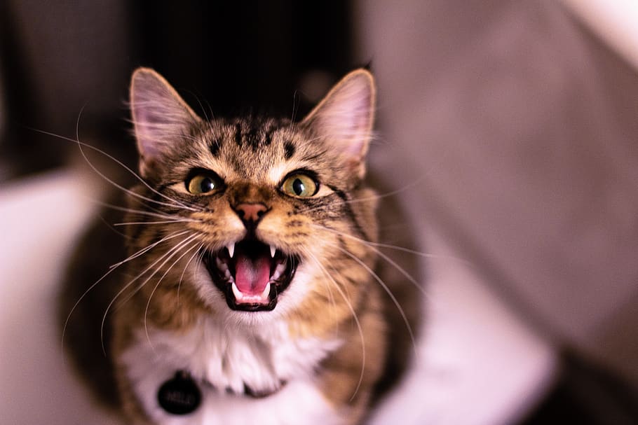 gat tigre marró, llavi, boca, llengua, gat, animal, mamífer, mascota, manx, abissini, gat domèstic, mascotes, temes d'animals, boca oberta, nacional, felí, un animal, animals domèstics, ira, part del cos dels animals, emoció negativa, retrat, emoció, expressió facial, mirant la càmera, primer pla, bigotis, boca d’animals, cap d’animals, dents d’animals, agressió, 5K