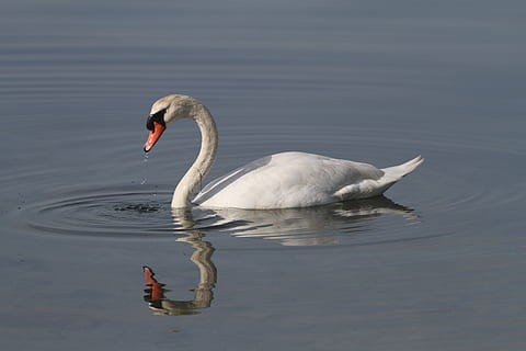 cigno, stagno, riflessione, temi animali, animale, acqua, fauna selvatica, uccello, animali allo stato selvatico, vertebrato, lago, un animale, nuoto, lungomare, uccello acquatico, giorno, natura, zoologia, nessuno, Colore bianco, collo animale, galleggia sull'acqua, uccello d'acqua dolce, giovane cigno, 5K, CC0, dominio pubblico, privo di copyright