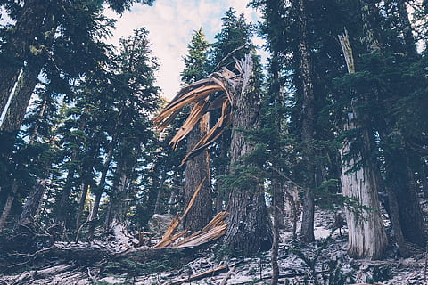 pine trees, cloudy, sky, fallen tree, tree, plant, growth, forest, nature, tranquility, land, day, no people, beauty in nature, low angle view, tree trunk, trunk, tranquil scene, outdoors, sunlight, woodland, non-urban scene, green color, 1080P, CC0, public domain, royalty free