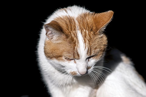 kat, pattedyr, dyr, dyre temaer, et dyr, kæledyr, husdyr, indenlandske, sort baggrund, feline, indenlandske kat, hvirveldyr, studio skud, indendørs, tæt på, bakkenbart, ingen mennesker, dyr kropsdel, lukkede øjne, lempelse, dyr hoved, 2K, CC0, offentligt domæne, royaltyfrie