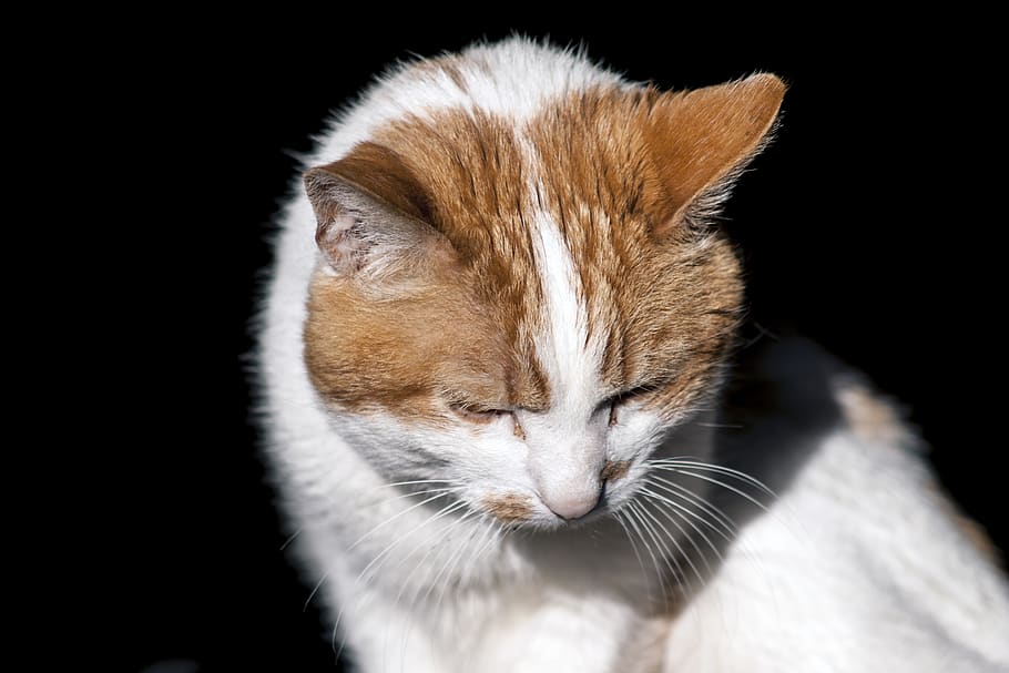 kat, pattedyr, dyr, dyre temaer, et dyr, kæledyr, husdyr, indenlandske, sort baggrund, feline, indenlandske kat, hvirveldyr, studio skud, indendørs, tæt på, bakkenbart, ingen mennesker, dyr kropsdel, lukkede øjne, lempelse, dyr hoved, 2K