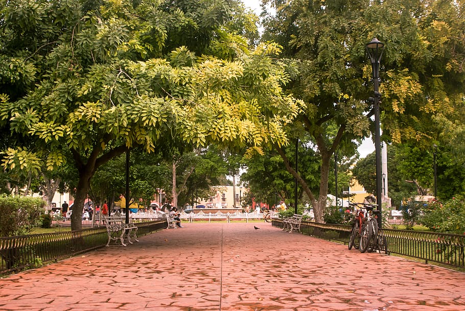 valladolid, mexicà, arbre, naturalesa, verd, bosc, paisatge, tardor, herba, cel, estiu, caure, Camí, fulles, carrer, a l'aire lliure, fusta, temporada, blau, panorama, planta, grup de persones, persones reals, creixement, persones incidentals, dones, transport, arquitectura, homes, estructura construïda, estils de vida, adult, dia, gran grup de persones, multitud, activitat d'oci, 4K