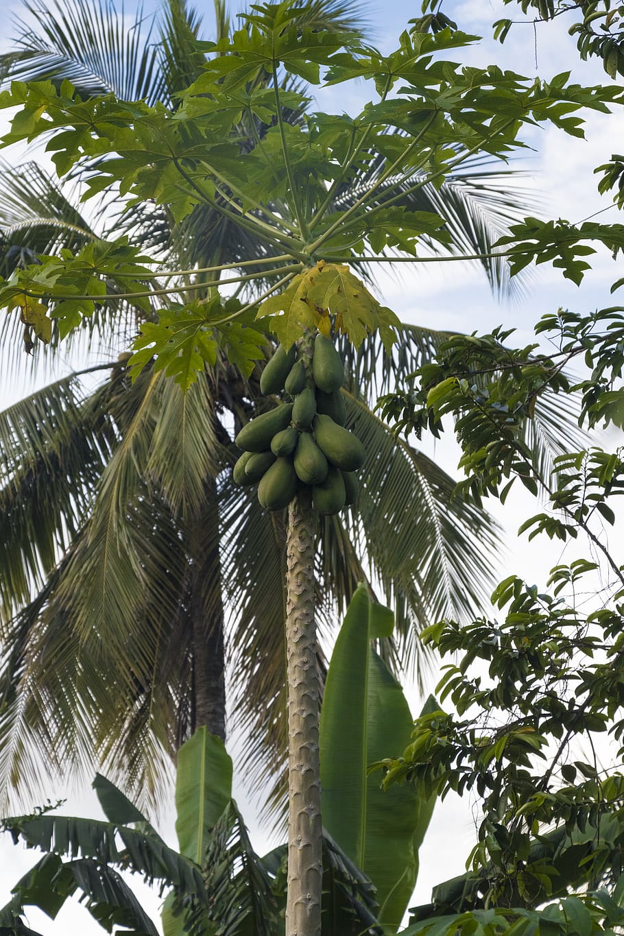 colombia, arbre, vista d’angle baix, menjar i beguda, creixement, clima tropical, Palmera, alimentació saludable, full, menjar, planta, color verd, fruita, part de la planta, naturalesa, cap gent, dia, bellesa a la natura, frescor, fruita tropical, benestar, a l'aire lliure, palmera de coco, arbre tropical, fulla de palma, 5K