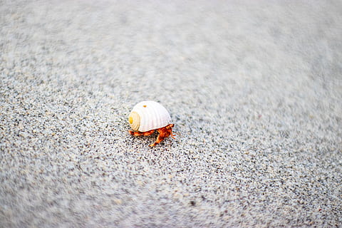closca blanca, animal, invertebrat, la vida marina, cloïssa, petxina de mar, sorra, naturalesa, a l'aire lliure, cranc, insecte, platja, taronja, crustaci, criatura marina, criatura, mar, shell, oceà, cargol, escarabat de fem, temes d'animals, fauna animal, un animal, animals a la natura, dia, cap gent, terra, primer pla, cranc ermità, marí, bellesa a la natura, enfocament selectiu, 5K, CC0, domini públic, lliure de regalies