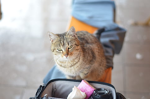 gatto, gatto scontroso, animali, animali domestici, un animale, domestico, mammifero, gatto domestico, felino, una persona, vertebrato, concentrarsi sulle conoscenze acquisite, persone reali, seduta, mezzi di trasporto, giorno, veicolo terrestre, bicicletta, baffo, 4K, CC0, dominio pubblico, privo di copyright