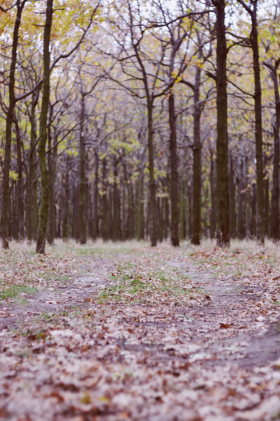 arbres, bosc, fons de pantalla, fons, vsco, tardor, fulles, naturalesa, arbre, planta, terra, tranquil·litat, tronc de l'arbre, cap gent, tronc, dia, enfocament selectiu, bellesa a la natura, creixement, a l'aire lliure, direcció, el camí a seguir, escena tranquil·la, escena no urbana, carretera, nivell superficial, 5K