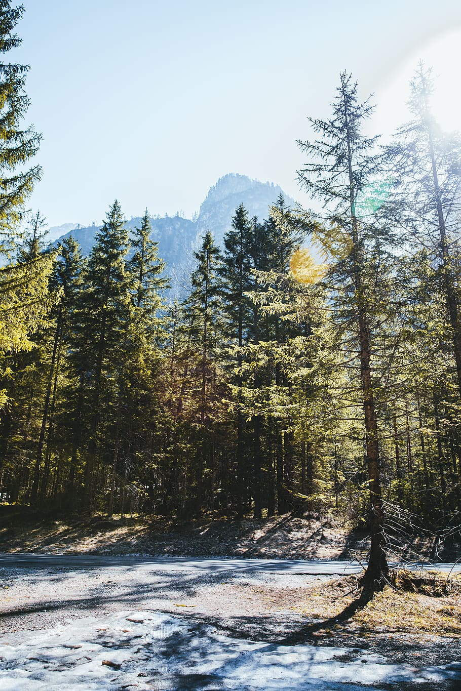 pins, blau, cel, Itàlia, arbre, bosc, a l'aire lliure, província de bolzano - Tirol del sud, paisatge, conífera, flora, planta, avet, abies, vegetació, terra, naturalesa, Tirol del sud, desert, viatjar, alpí, densa, neu, temperatura de fred, hivern, bellesa a la natura, tranquil·litat, escena tranquil·la, escenics - natura, cap gent, creixement, escena no urbana, dia, medi ambient, 5K