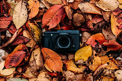 sort, kamera, tørret, blade, baggrund, efterår, rød, faldende, tapet, deadleafe, Fujinon, Fujifilm, efteråret leafe, plante del, blad, lave om, fotografering temaer, tør, kamera - fotografisk udstyr, teknologi, natur, baggrunde, ingen mennesker, direkte over, Brun, dag, udendørs, gul, fotografisk udstyr, antik, ahorn blad, digitalt kamera, 4K, CC0, offentligt domæne, royaltyfrie