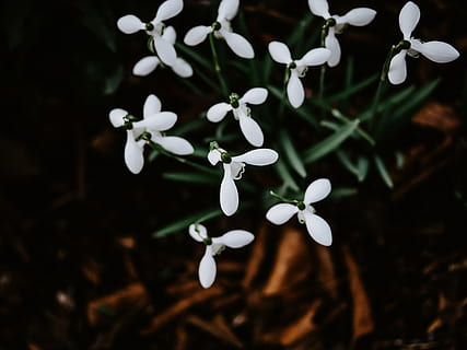 witte petaled flow, fabriek, witte kleur, groei, kwetsbaarheid, schoonheid in de natuur, versheid, breekbaarheid, detailopname, bloem, geen mensen, bloemblad, bloeiende plant, natuur, bloemhoofd, focus op de voorgrond, sneeuwklokje, bloeiwijze, selectieve aandacht, land-, dag, 8K, CC0, publiek domein, royaltyvrij