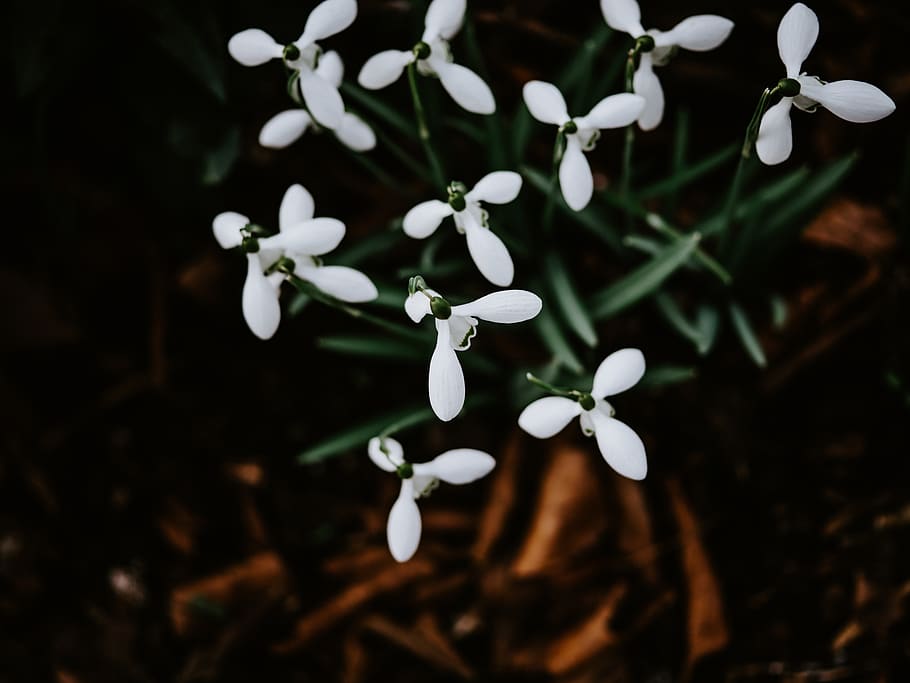 hvid blomstret flow, plante, hvid farve, vækst, sårbarhed, skønhed i naturen, friskhed, skrøbelighed, tæt på, blomst, ingen mennesker, kronblad, blomstrende plante, natur, blomsterhoved, fokus på forgrunden, vintergæk, blomsterstand, selektiv fokusering, jord, dag, 8K