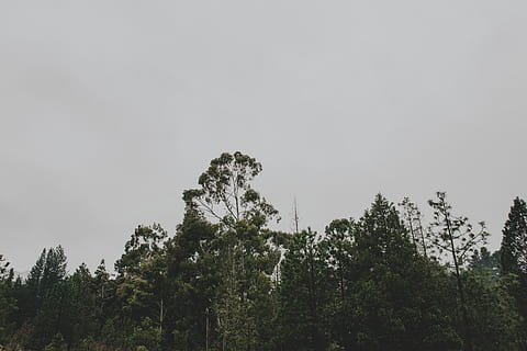 forest, tree, trees, sky, clouds, cloudy, day, winter, fall, autumn, morning, gray, horror, mood, moody, up, green, adventure, landscape, outdoor, plant, beauty in nature, low angle view, growth, tranquility, nature, no people, outdoors, copy space, tranquil scene, scenics - nature, clear sky, non-urban scene, green color, land, environment, high, 5K, CC0, public domain, royalty free