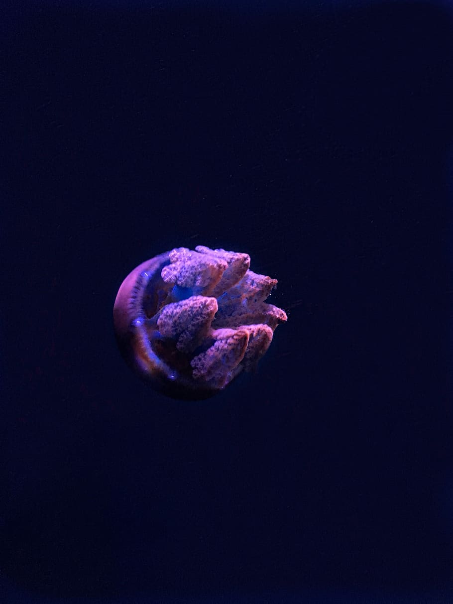 ornament groc rodó, meduses, animal, la vida marina, invertebrat, corpus christi, 2710 n línia de costa, Estats Units, aquari, porpra, naomitamar, la vida, nedar, naturalesa, vida marina, tanc d'aigua, vsco, cloïssa, petxina de mar, aquàtics, aigua, tir de l'estudi, a l'interior, fons negre, primer pla, cap gent, sol objecte, mar, còpia espai, fons de colors, color rosa, bellesa a la natura, marí, menjar i beguda, temes d'animals, fauna animal, 2K