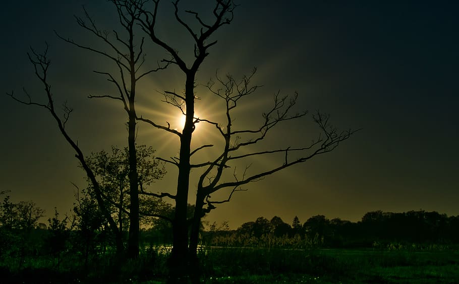 albero, alberi, natura, tramonto, Sunray, sunlights, buio, cielo, pianta, silhouette, bellezza nella natura, scena tranquilla, scenics - natura, la tranquillità, sole, nessuno, paesaggio, albero nudo, ramo, scena non urbana, campo, ambiente, terra, idilliaco, all'aperto, 5K