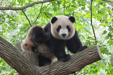panda puussa, eläinten teemoja, eläinten villieläimet, eläin, eläimiä, nisäkäs, puu, yksi eläin, selkärankainen, panda - eläin, kasvi, ei ihmisiä, istuva, luonto, haara, päivä, rentoutuminen, ulkona, katsot kameraa, keskittyä etualalle, 5K, CC0, public domain, rojaltivapaa