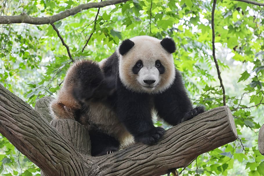 panda puussa, eläinten teemoja, eläinten villieläimet, eläin, eläimiä, nisäkäs, puu, yksi eläin, selkärankainen, panda - eläin, kasvi, ei ihmisiä, istuva, luonto, haara, päivä, rentoutuminen, ulkona, katsot kameraa, keskittyä etualalle, 5K