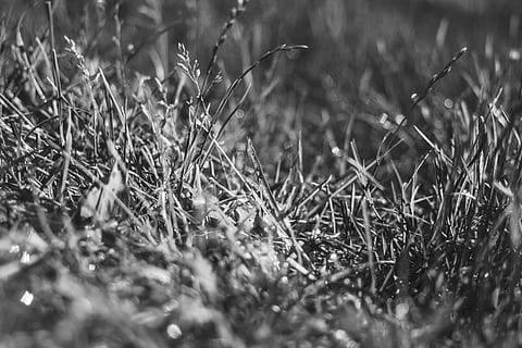 iarbă verde, iarbă, rouă, bandw, natură, camp, gri, alb-negru, estompa, bokeh, monocrom, lamă, sol, găină, țară, în aer liber, gheaţă, îngheţ, zăpadă, plantă, floră, selectiv, teren, creştere, nici o persoana, zi, frumusețe în natură, liniște, a închide, vulnerabilitate, lumina soarelui, fragilitate, uscat, peisaj, Culoarea verde, prospeţime, 2K, CC0, domeniu public, fără drepturi de autor
